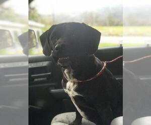 Mastador Dogs for adoption in Johnson City, TN, USA