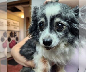Australian Shepherd-Unknown Mix Dogs for adoption in Fargo, ND, USA