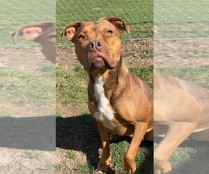 American Pit Bull Terrier-Bulldog Mix Dogs for adoption in La Porte, IN, USA