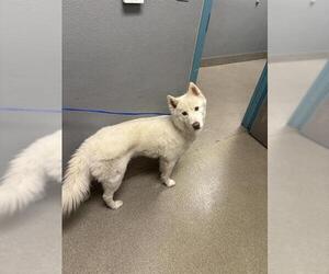 Huskies -Unknown Mix Dogs for adoption in Las Vegas, NV, USA
