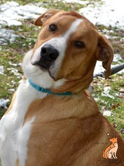 Labrenees Dogs for adoption in Roanoke, VA, USA