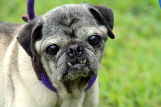 Pug Dogs for adoption in Sparta, TN, USA