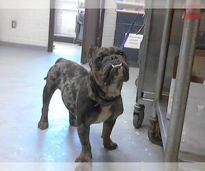 American Bulldog-Unknown Mix Dogs for adoption in Fayetteville, NC, USA
