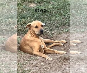 Black Mouth Cur-Unknown Mix Dogs for adoption in Slidell, LA, USA