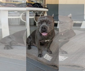 American Staffordshire Terrier-Unknown Mix Dogs for adoption in Dallas, TX, USA