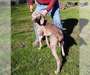 Weimaraner Dogs for adoption in Rock Hill, SC, USA
