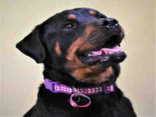 Rottweiler Dogs for adoption in Fort Collins, CO, USA