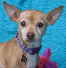 Chihuahua Dogs for adoption in Cuba, NY, USA