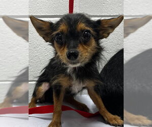 Chihuahua Dogs for adoption in Forestville, MD, USA
