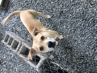 Boxador Dogs for adoption in Albemarle, NC, USA