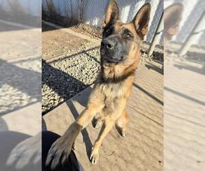 German Shepherd Dog Dogs for adoption in Sacramento, CA, USA
