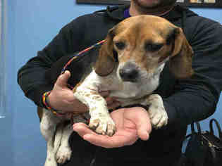 Beagle Dogs for adoption in Canfield, OH, USA