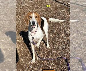 Mutt Dogs for adoption in Waterford, VA, USA