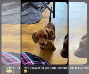 Dachshund Dogs for adoption in Los Angeles, CA, USA