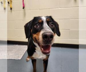 Bernese Mountain Dog-Unknown Mix Dogs for adoption in Denver, CO, USA