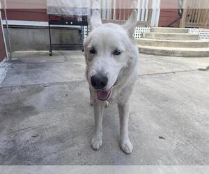 Siberian Husky-Unknown Mix Dogs for adoption in San Antonio, TX, USA
