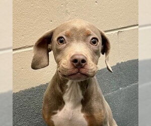Mutt Dogs for adoption in Canton, CT, USA