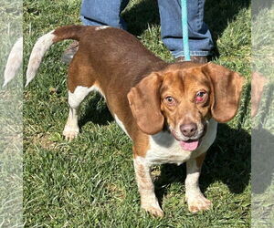 Beagle Dogs for adoption in Batavia, OH, USA