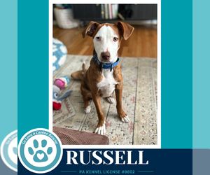 Mutt Dogs for adoption in Kimberton, PA, USA