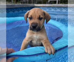 Shepradors Dogs for adoption in Minneapolis, MN, USA