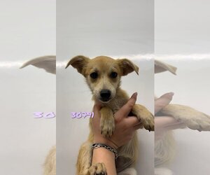 Border Terrier-Jack Russell Terrier Mix Dogs for adoption in Chico, CA, USA