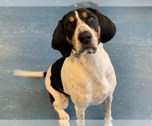 English Coonhound Dogs for adoption in Hampton Bays, NY, USA