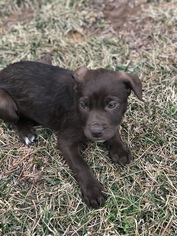 Medium Photo #1 Border Collie Puppy For Sale in Herndon, VA, USA