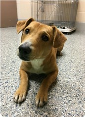 Labbe Dogs for adoption in Oakhurst, NJ, USA