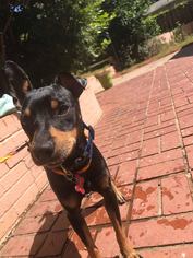 Miniature Pinscher Dogs for adoption in Southampton, NY, USA