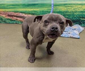 French Bulldog-Unknown Mix Dogs for adoption in Moreno Valley, CA, USA