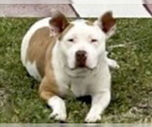 American Pit Bull Terrier Dogs for adoption in Houston, TX, USA