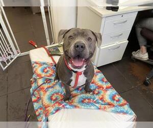 American Pit Bull Terrier Dogs for adoption in Pasadena, CA, USA