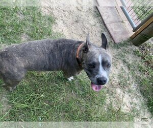 Staffordshire Bull Terrier-Unknown Mix Dogs for adoption in Williston, FL, USA