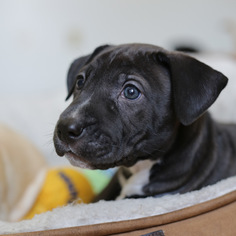 Medium Photo #1 Labrador Retriever-Unknown Mix Puppy For Sale in Miami, FL, USA