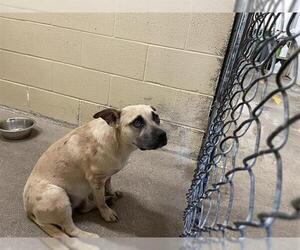 American Pit Bull Terrier-Unknown Mix Dogs for adoption in Waco, TX, USA