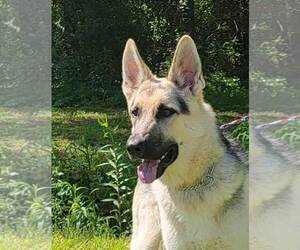 German Shepherd Dog Dogs for adoption in Montgomery, AL, USA
