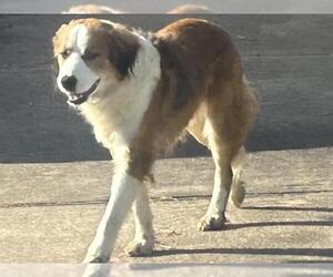Border Collie-Unknown Mix Dogs for adoption in Houston, TX, USA