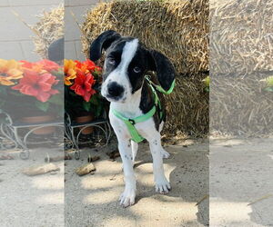 Catahoula Leopard Dog-Unknown Mix Dogs for adoption in Rockaway, NJ, USA