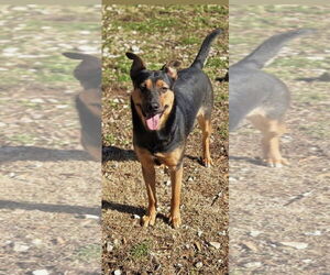 Mutt Dogs for adoption in Crandall, GA, USA