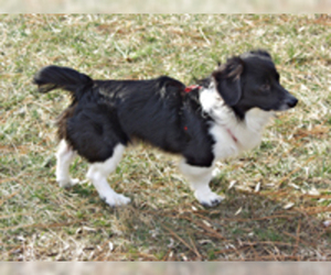 Pomeranian Dogs for adoption in Chantilly, VA, USA