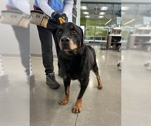 Rottweiler Dogs for adoption in San Martin, CA, USA