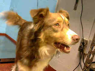 Australian Shepherd Dogs for adoption in Atlanta, GA, USA