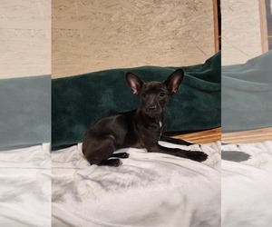 Jack Russell Terrier-Unknown Mix Dogs for adoption in SHERBURNE, NY, USA