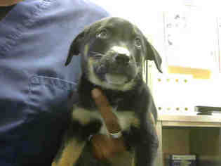 Rottweiler-American Pit Bull Terrier Dogs for adoption in Santa Cruz, CA, USA