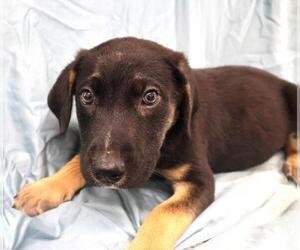Mutt Dogs for adoption in Thief River Falls, MN, USA