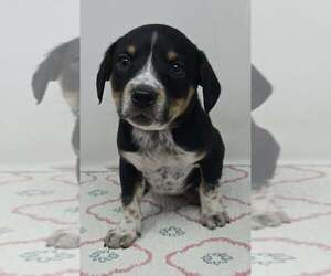 Australian Shepherd-Unknown Mix Dogs for adoption in Brewster, NY, USA