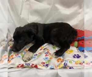 German Shepherd Dog-Unknown Mix Dogs for adoption in Modesto, CA, USA