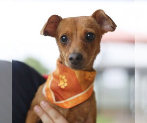 Chihuahua-Unknown Mix Dogs for adoption in San Antonio, TX, USA
