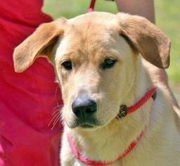 Medium Photo #1 Golden Labrador Puppy For Sale in Yardley, PA, USA