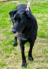 Borador Dogs for adoption in Atwood, CA, USA
